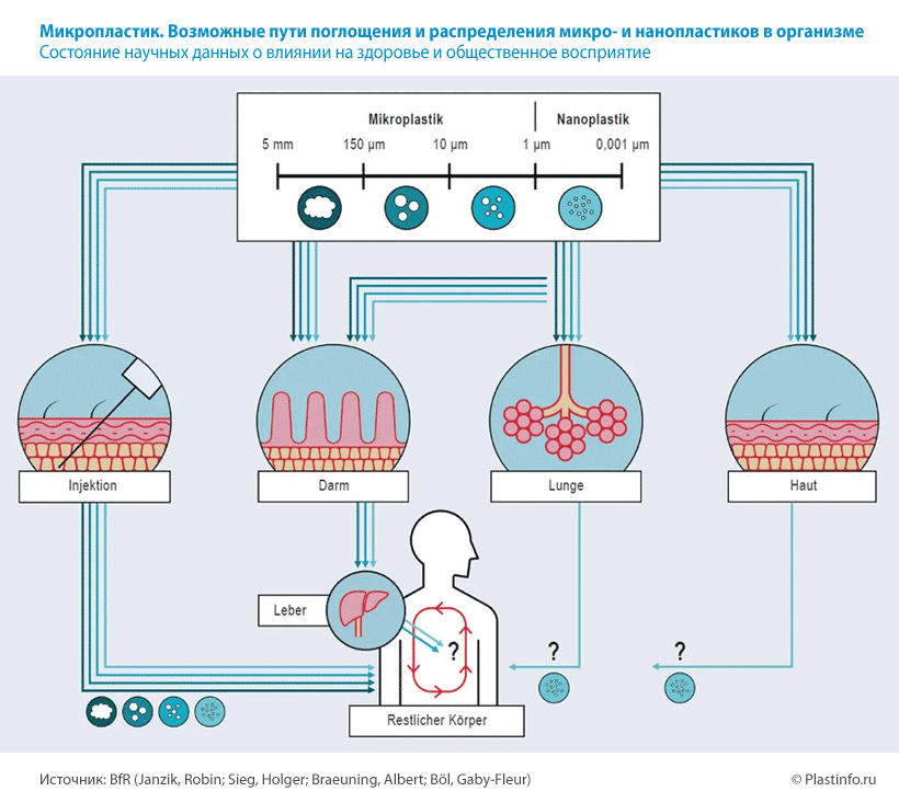 Микропластик. Возможные пути поглощения и распределения микро- и нанопластиков в организме Состояние научных данных о влиянии на здоровье и общественное восприятие Микропластик. Возможные пути поглощения и распределения микро- и нанопластиков в организме Состояние научных данных о влиянии на здоровье и общественное восприятие