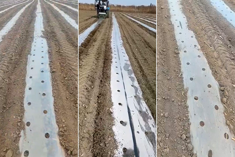 Применение пленки из вторичного полиэтилена производства «СУМР-17» в сельском хозяйстве