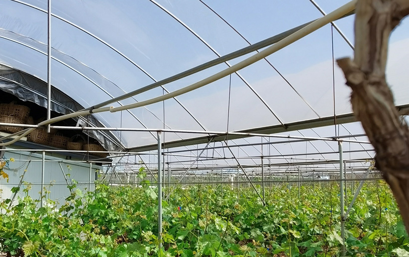 Теплицы в Китае, в которых используются пленки со стабилизаторами BASF, имеют более длительный срок службы, повышенную устойчивость к агрохимикатам и надежную защиту от ультрафиолета при выращивании винограда